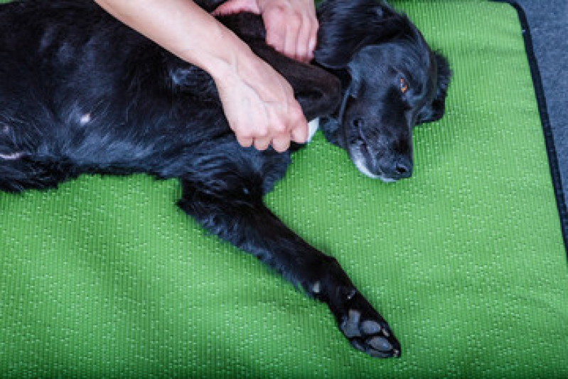 Fisioterapia Animal Valores Rua Benedita dos Santos Leite - Fisioterapia em Cachorro