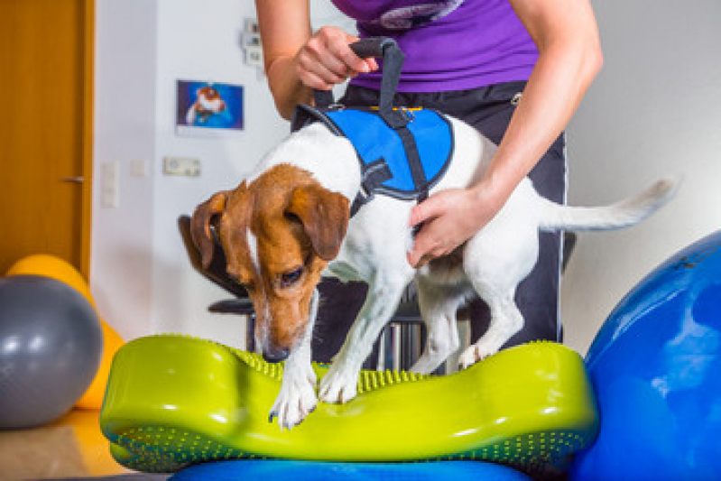 Fisioterapia Animal Jardim Nova Michigan - Fisioterapia para Cachorro