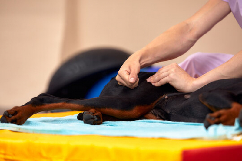 Fisioterapia Cachorro Valores Jardim Maracanã - Fisioterapia Animal