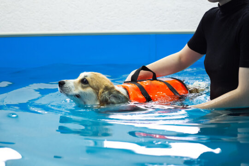Fisioterapia Cachorro Bairro da Pernambucana - Fisioterapia Animal Caçapava