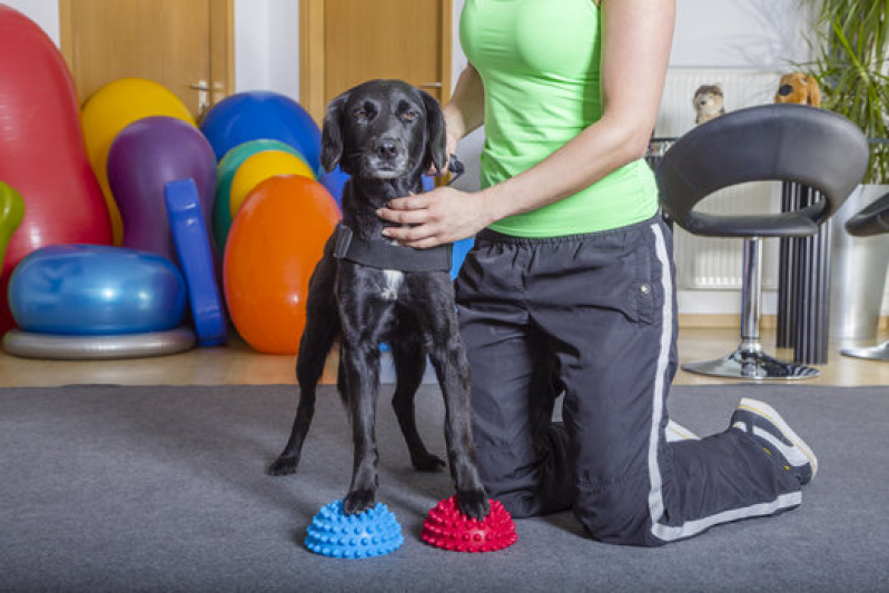 Fisioterapia Canina Valores Parque Martim Cecere - Fisioterapia para Pequenos Animais