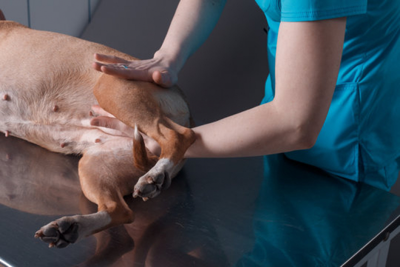 Fisioterapia e Reabilitação Animal Valores Tutim - Fisioterapia em Cachorro