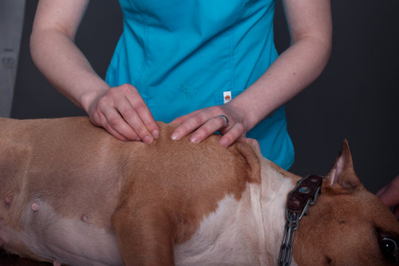 Fisioterapia e Reabilitação Animal Jardim Colorado - Fisioterapia para Cães