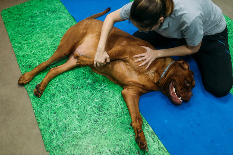 Fisioterapia em Animais Valores Jardim Nova América - Fisioterapia para Cães