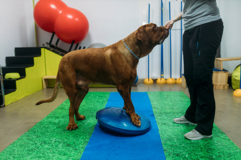 Fisioterapia em Animais Vila São Bento - Fisioterapia para Cachorro