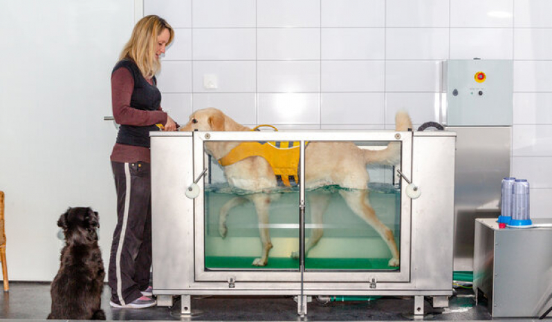 Fisioterapia em Cachorro Valores Borda da Mata - Fisioterapia Veterinária