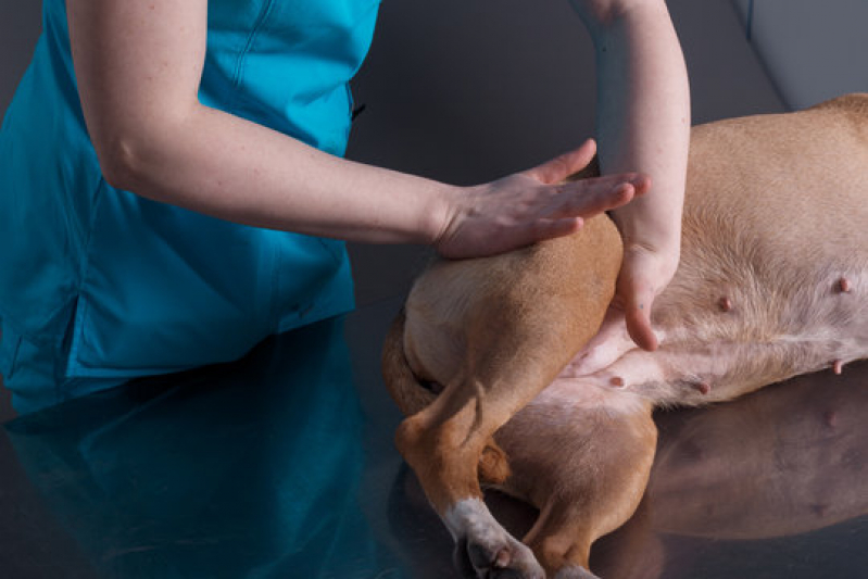 Fisioterapia para Cachorro Valores Vila São Bento - Fisioterapia e Reabilitação Animal