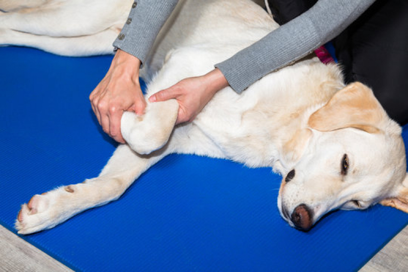 Fisioterapia para Cachorro Jardim Santa Cecília - Fisioterapia em Animais