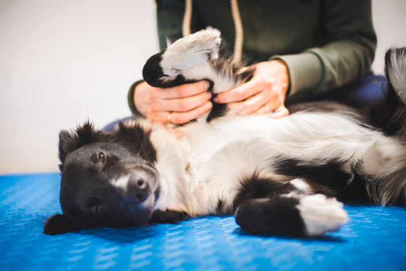 Fisioterapia para Cães Valores Reserva do Vale - Fisioterapia para Cães