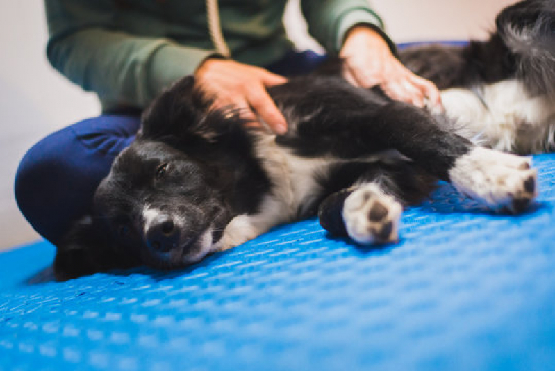 Fisioterapia para Cães Tijuco Preto - Fisioterapia para Cachorro