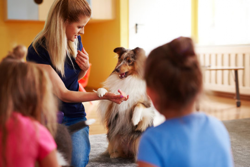 Fisioterapia para Pequenos Animais Vila Maria - Fisioterapia em Animais