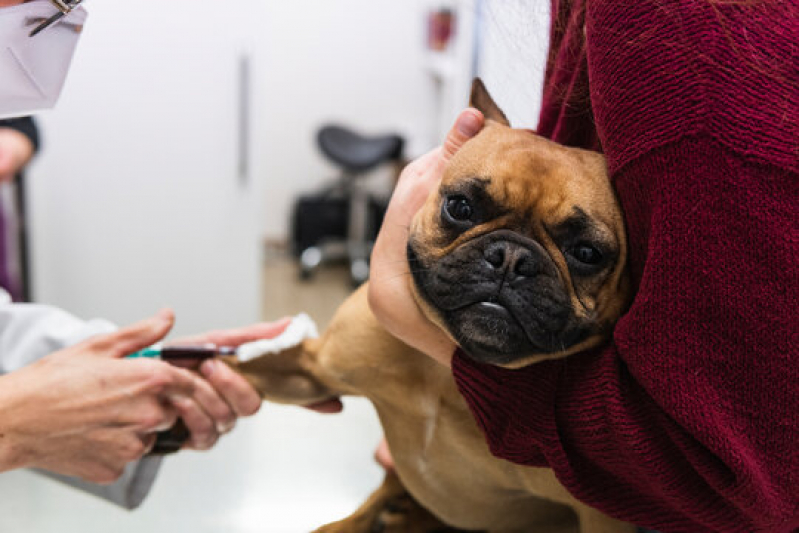 Laboratório para Animais Contato Jardim Esplanada - Exames Laboratoriais para Cachorros