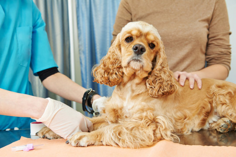Laboratório para Cães Jardim Americano - Exames Laboratoriais para Pets