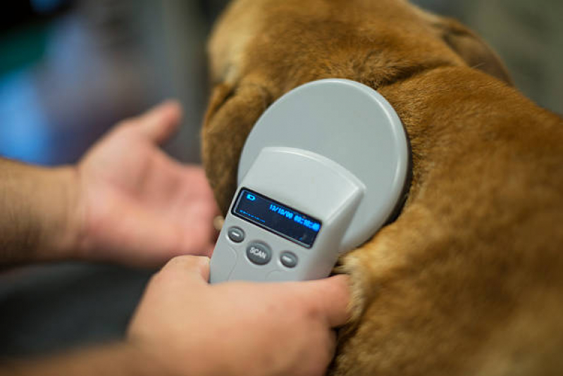 Microchipagem em Cachorros Marcar Piedade - Microchipagem em Animais