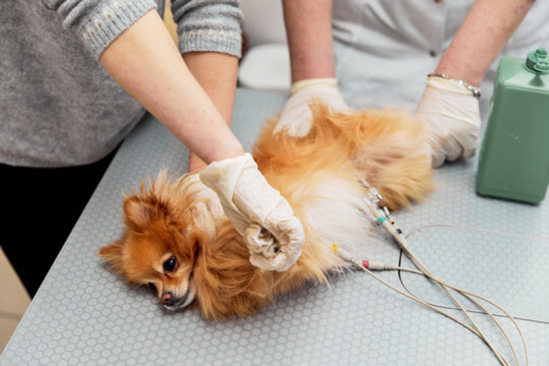 Onde Fazer Exame de Eletrocardiograma Canino Recanto dos Eucaliptos - Exame de Eletrocardiograma em Cães