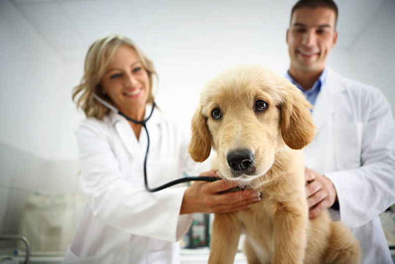 Onde Fazer Exame de Eletrocardiograma em Animais Vila Ester - Exame de Eletrocardiograma para Cachorro