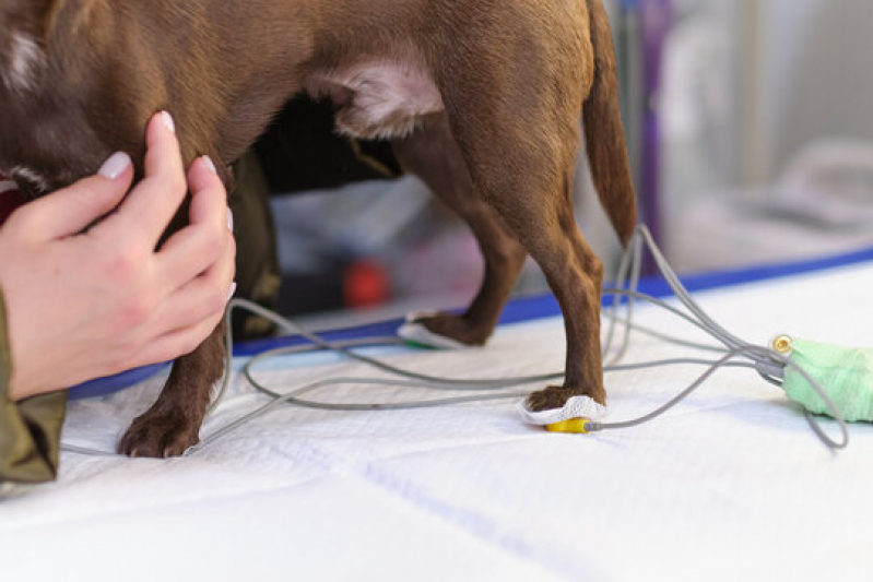 Onde Fazer Exame de Eletrocardiograma em Cachorro Jardim Oswaldo Cruz - Exame de Eletrocardiograma para Gato