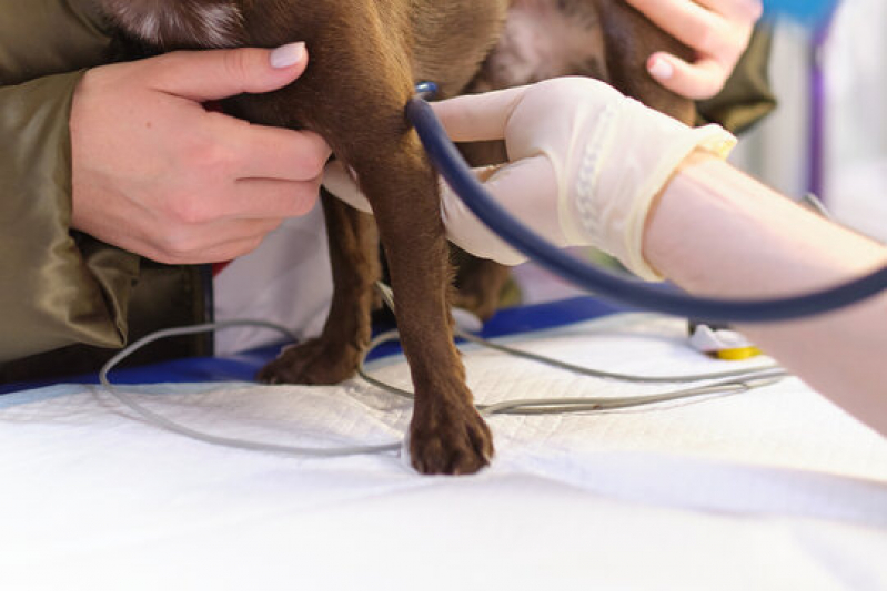 Onde Fazer Exame de Eletrocardiograma para Animais Bom Retiro - Exame de Eletrocardiograma para Cachorros e Gatos