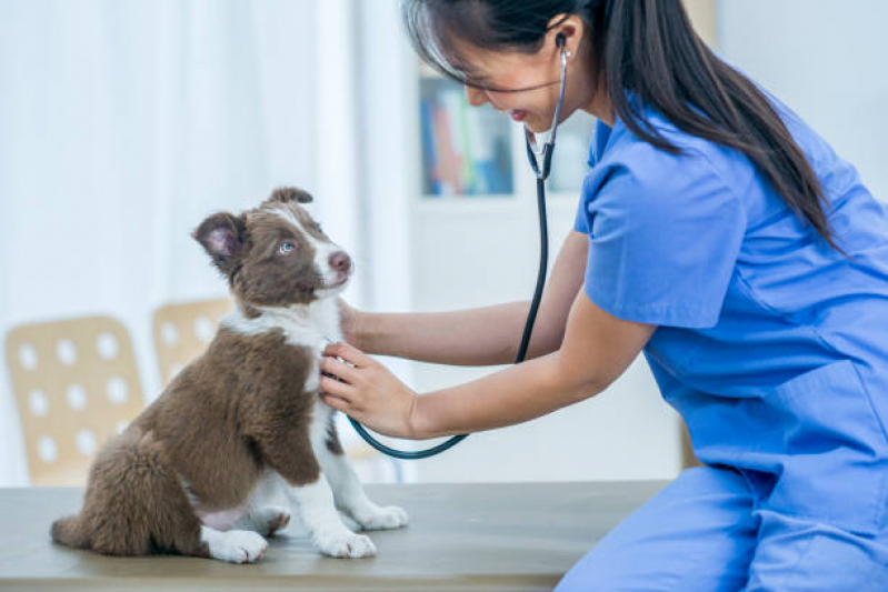 Onde Fazer Exame de Eletrocardiograma para Cachorros e Gatos Pedregulho - Exame de Eletrocardiograma em Animais