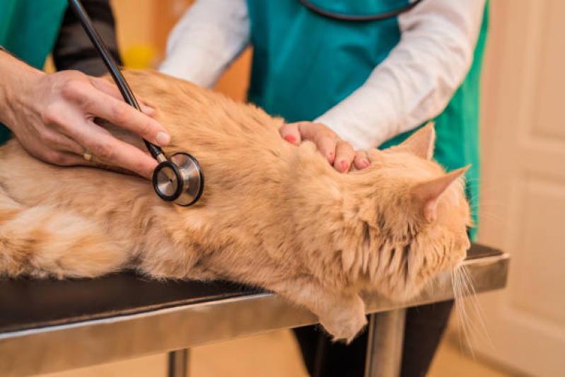 Onde Fazer Exame de Eletrocardiograma para Gato Caçapava Velha - Exame de Eletrocardiograma para Cachorros e Gatos