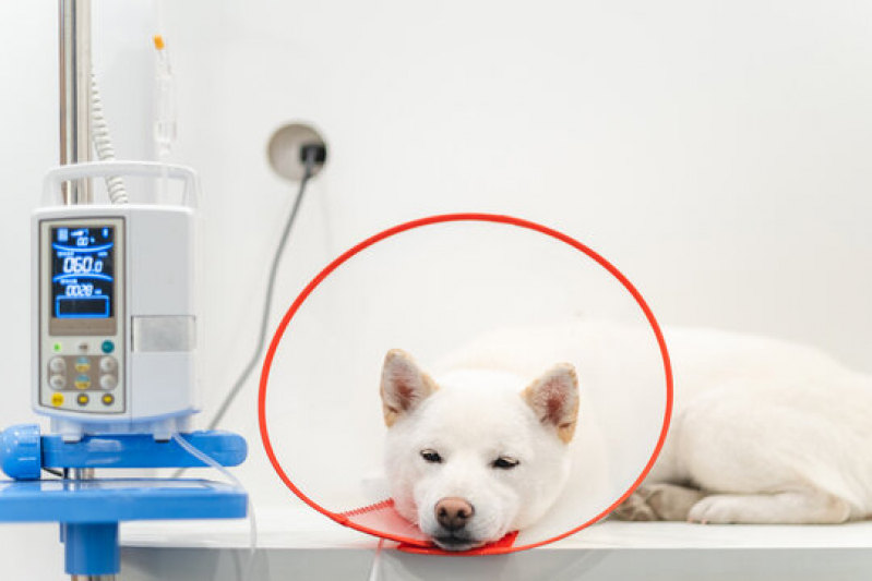 Onde Fazer Exames Laboratoriais em Animais Centro - Laboratório para Cães