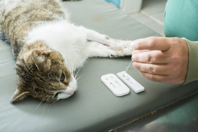 Onde Fazer Exames Laboratoriais para Animais Bom Retiro - Exames Laboratoriais para Pets