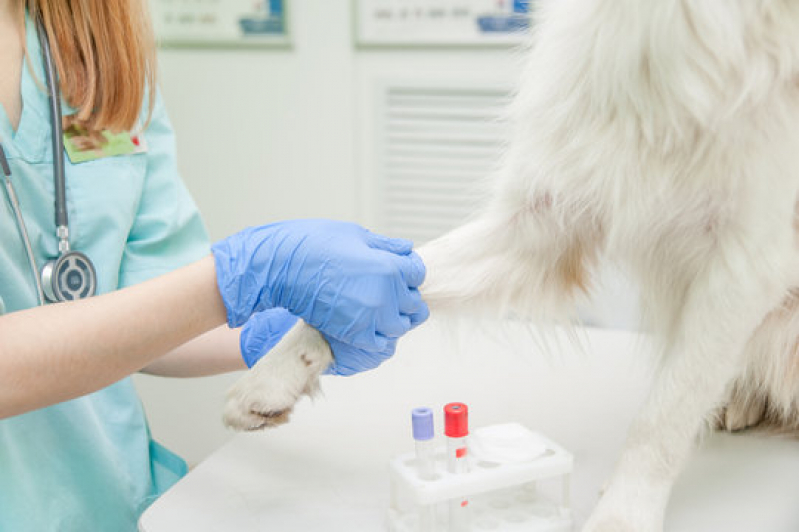 Onde Fazer Exames Laboratoriais para Cachorros Vila Iracema - Laboratório para Animais