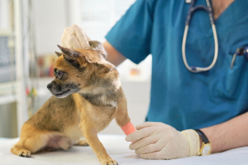 Onde Fazer Exames Laboratoriais para Cães Bairro da Pernambucana - Exames Laboratoriais para Animais