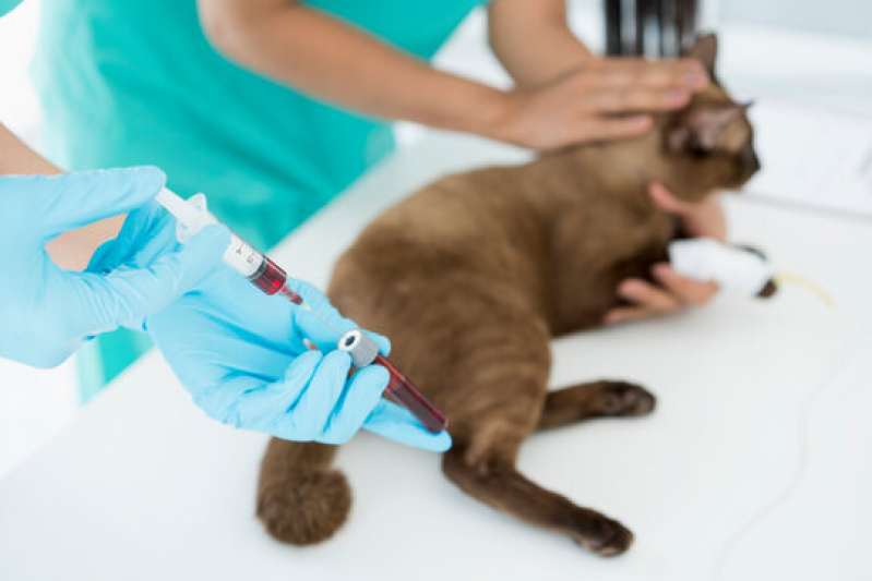 Onde Fazer Exames Laboratoriais para Gatos Santa Luzia - Exames Laboratoriais para Animais