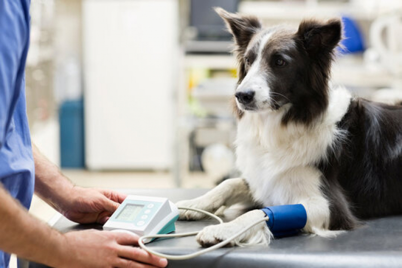 Onde Fazer Exames Laboratoriais para Pets Jardim Topázio - Laboratório para Cães
