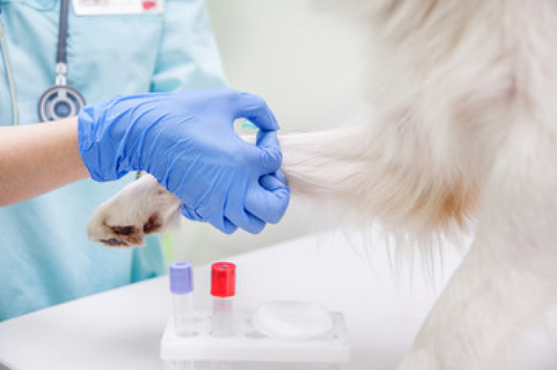 Onde Fazer Exames Laboratoriais Veterinários Jardim Augusta - Exames Laboratoriais para Cachorros