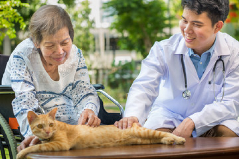 Onde Fazer Fisioterapia Animal Jardim Americano - Fisioterapia para Gatos
