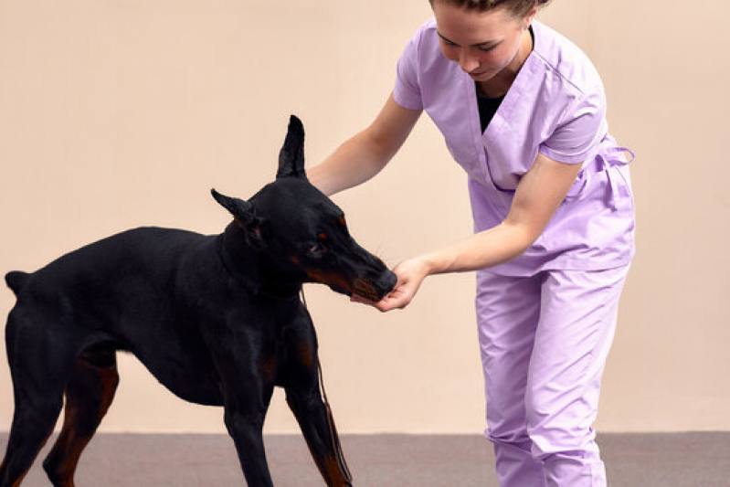 Onde Fazer Fisioterapia Cachorro Jardim Esplanada - Fisioterapia Animal Caçapava
