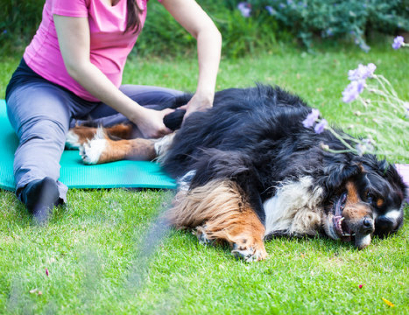 Onde Fazer Fisioterapia Canina Jardim Olímpia - Fisioterapia para Cachorro