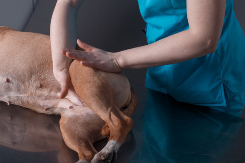 Onde Fazer Fisioterapia e Reabilitação Animal Putim - Fisioterapia para Cães
