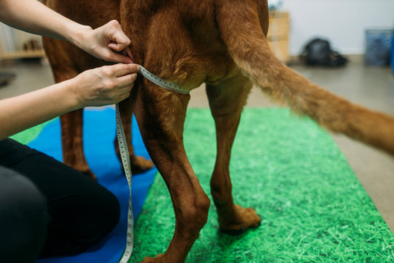 Onde Fazer Fisioterapia em Animais Rua Dona Eliza Joana Sattelmayer - Fisioterapia para Cães