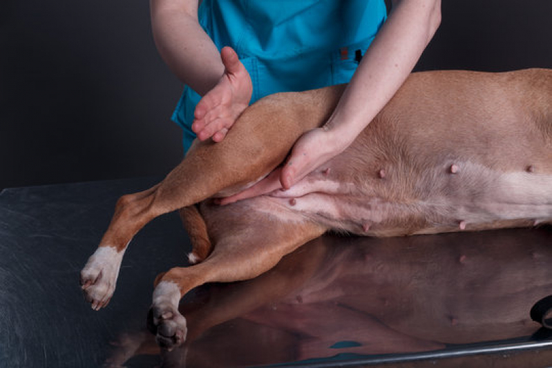 Onde Fazer Fisioterapia para Cachorro Santa Luzia - Fisioterapia Animal São José dos Campos
