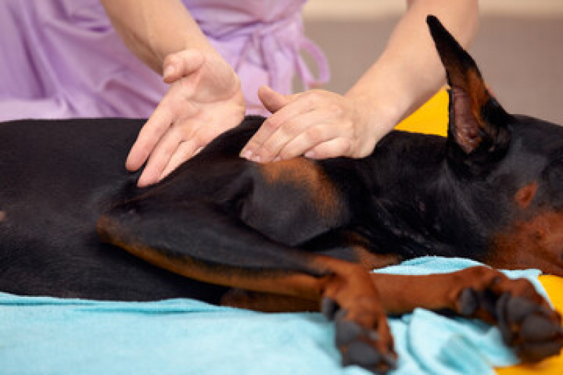 Onde Fazer Fisioterapia Veterinária Caçapava Velha - Fisioterapia e Reabilitação Animal