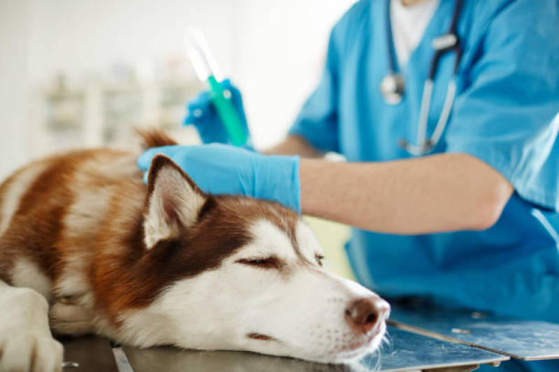 Onde Fazer Ozonioterapia em Cachorro Jardim São José - Ozonioterapia para Cães