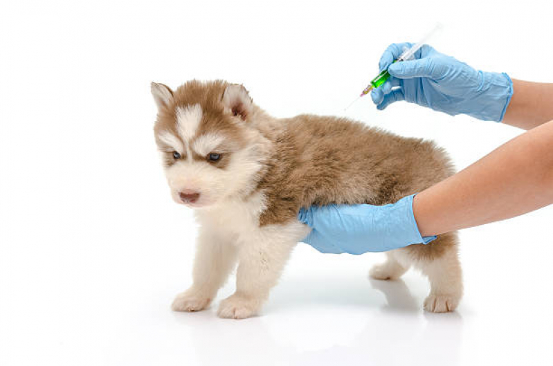 Onde Fazer Ozonioterapia em Cães Jardim Olímpia - Ozonioterapia em Cachorro