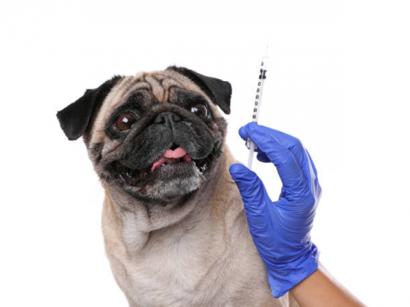Onde Fazer Ozonioterapia Gatos Vila Bandeirantes - Ozonioterapia para Cães