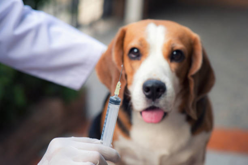 Onde Fazer Ozonioterapia para Animais Jardim São José Centro - Ozonioterapia em Cães