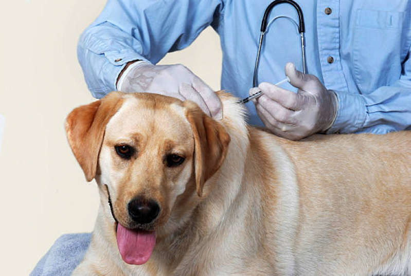 Onde Fazer Ozonioterapia para Cachorro Vila Bandeirantes - Ozonioterapia em Cachorro