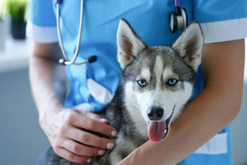 Onde Tem Vacina para Filhote de Gato Perinho - Vacina de Giárdia para Cães