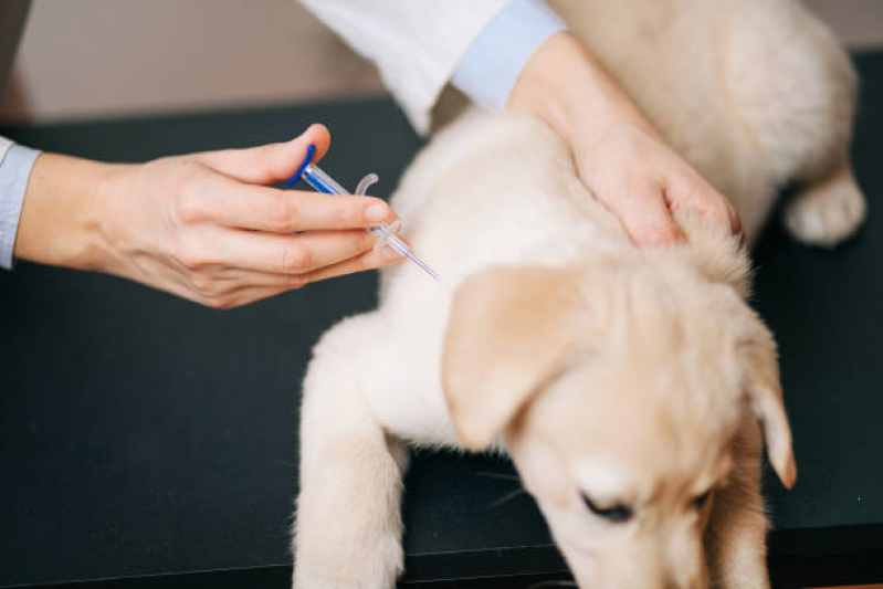 Onde Tem Vacina V10 Importada Vila Jaci - Vacina de Giárdia para Cães