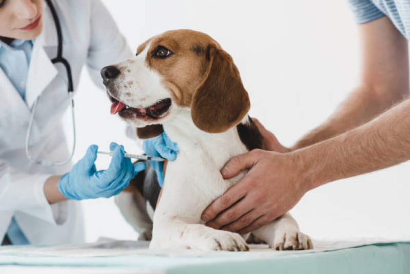 Ozonioterapia Cachorro Caçapava - Ozonioterapia para Cachorro