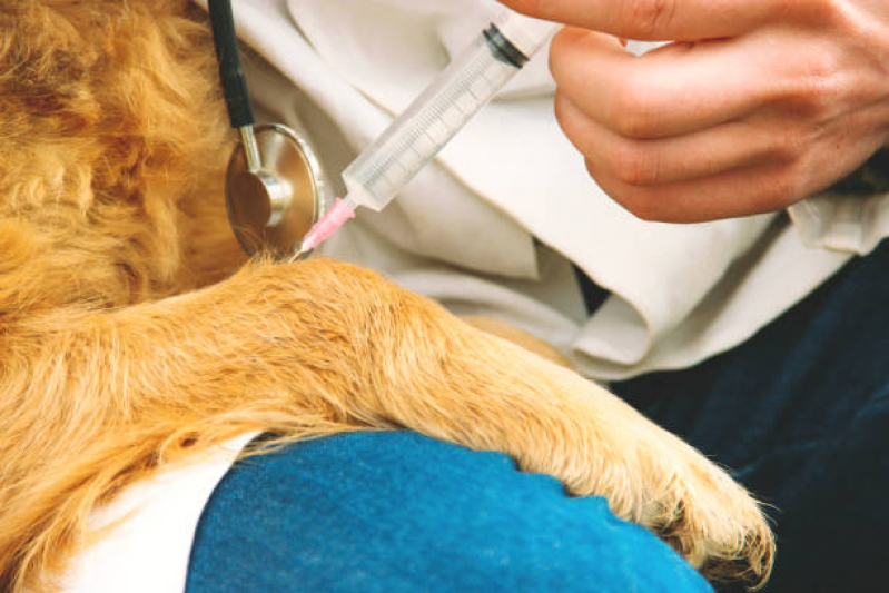 Ozonioterapia em Cachorro Clínica Centro - Ozonioterapia para Cachorro