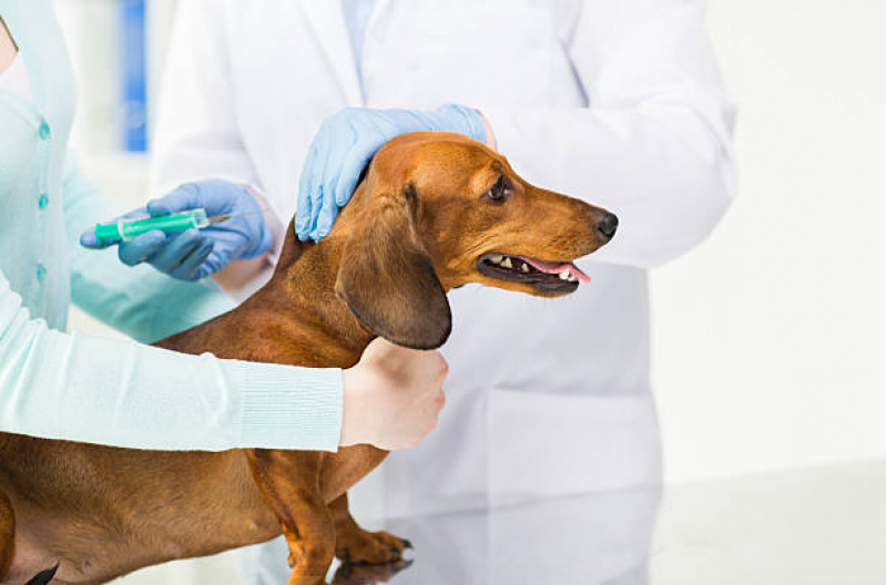 Ozonioterapia em Cachorro Jardim São Jorge - Ozonioterapia em Cães