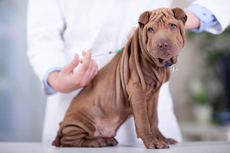 Ozonioterapia em Cães Clínica Rua Ambrósio Molina - Ozonioterapia em Cães