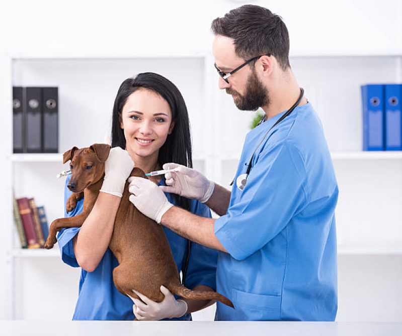 Ozonioterapia em Cães Idosos Clínica Vila Adriana - Ozonioterapia para Cachorro São José dos Campos